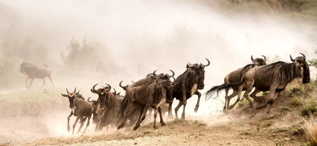 wildebeest-migration-banner-image-2-1920×887